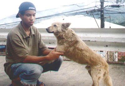 Verified Dog Breeders near Baguio, Cordillera, Philippines, Page .